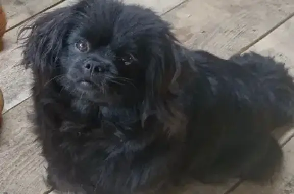 Собаки потеряшки, Рыбное, фото: Потеряшка собака, Рыбное, Садовая ул.