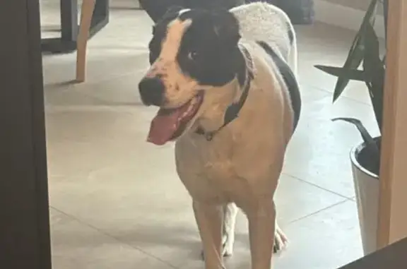 Найдена собака, Приладожский, фото: Найдена собака в Приладожском, Ленобласть