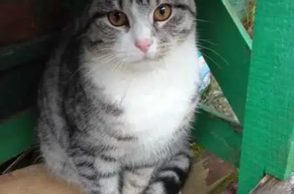 Котенок найден в Ярославле, ищем хозяев - photo