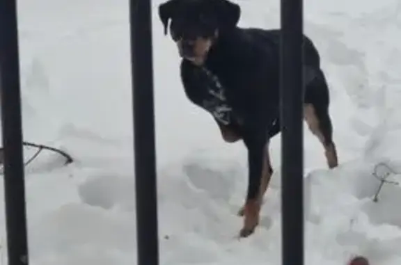 Найдена собака, Химки, фото: Собака найдена: ул. Маяковского, 7, Химки