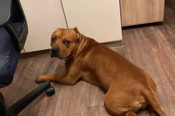 Собаки потеряшки, Псков, фото: Потеряшка собака на ул. Киселёва, Псков