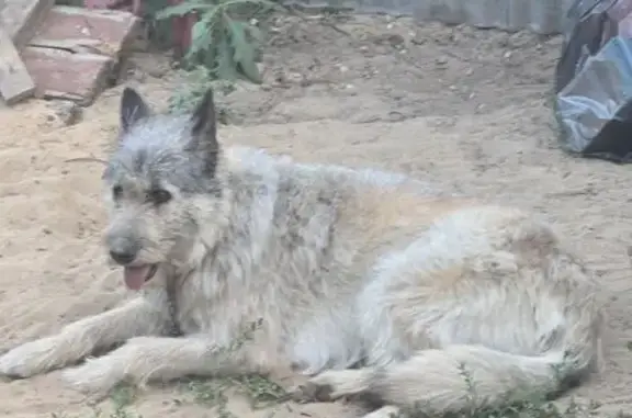 Пропала собака, Вялки, МО - photo