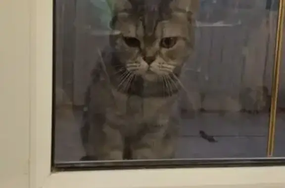 Найденные животные Астрахань, фото: Кошка найдена на Ботвина, 29, Астрахань