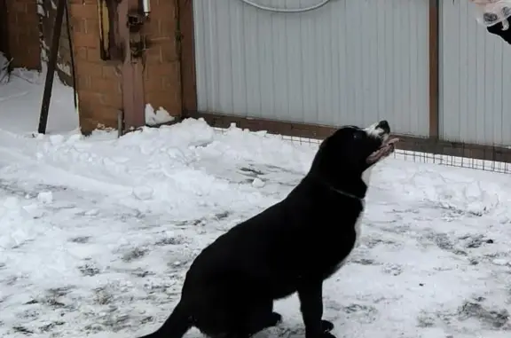 Пропала собака, Белеутово - photo