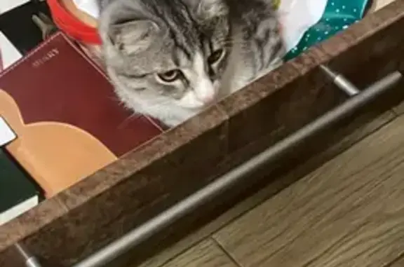 Кошки потеряшки, Анапа, фото: Потеряшка кошка, Верхняя дорога, Анапа