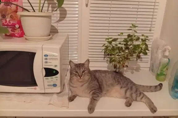 Пропала кошка, Кострома - photo