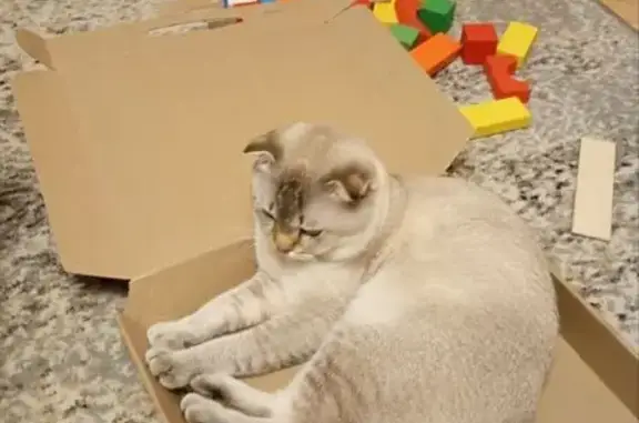 Найдена кошка, Москва, фото: Кошка найдена: Шокальского, 57 к1, Москва