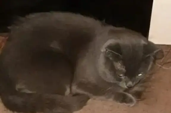 Кошки потеряшки, Барнаул, фото: Потеряшка кот Томас, ул. Крупской 101, Барнаул