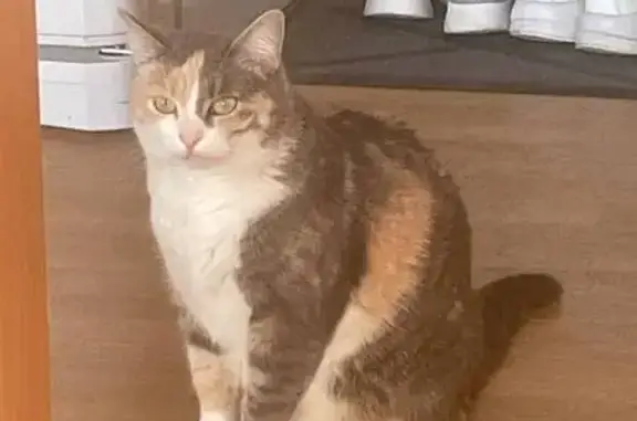 Кошки потеряшки, Москва, фото: Потеряшка кошка Муся, Новороссийская 38