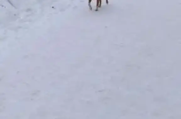 Найдена собака, Брянск, фото: Собака найдена на ул. 22-го Съезда КПСС