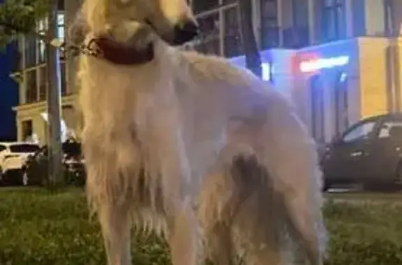 Пропала собака, Марфино - photo