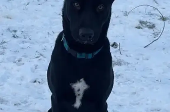 Пропала собака, ул. Ферсмана, 33А - photo