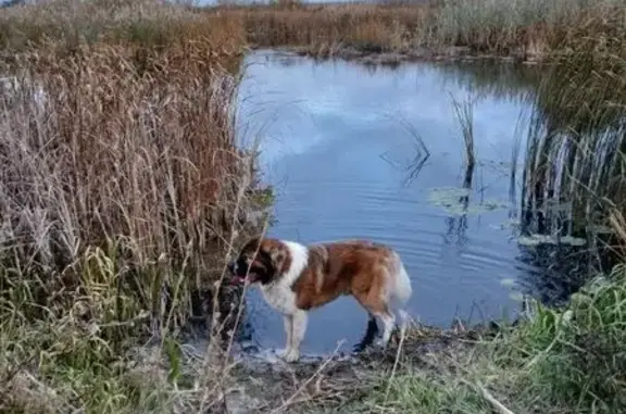 Пропала собака, Пыховское СП, Воронежская обл. - photo
