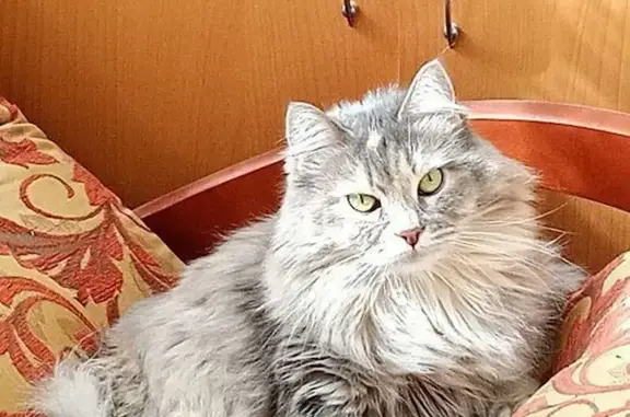 Пропала кошка, ул. Куликова 83, Астрахань - photo