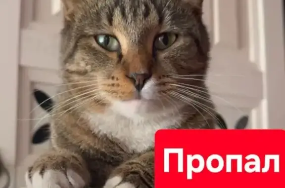 Пропала кошка Марс, Кабардинская 175, Нальчик - photo