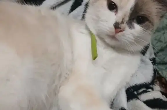 Пропала кошка, Пролетарская 42А - photo