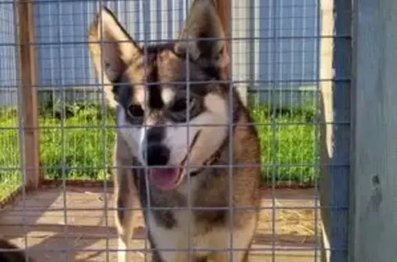 Собаки потеряшки, Ярославль, фото: Потеряшка хаски, СНТ 6, Ярославль