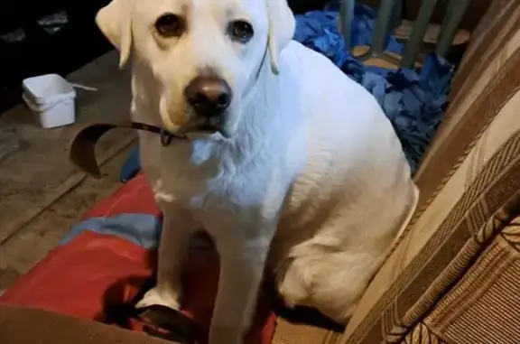 Пропала собака, Раздельная ул. 89, Ростов - photo