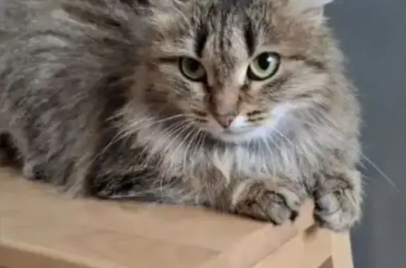 Найдена кошка, Светлый пер., 36, Томск - photo