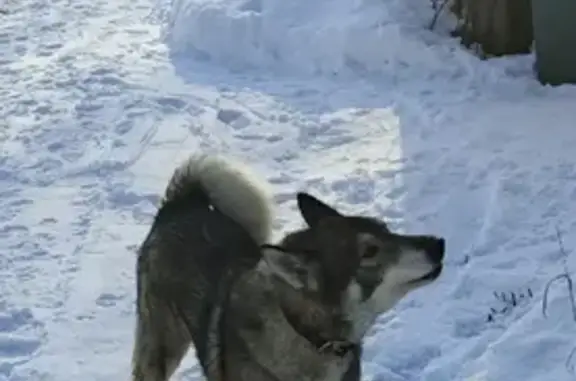 Найдена собака, Большая Приваловка, фото: Собака найдена в Большой Приваловке