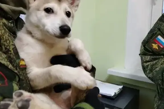 Найдена собака, Калининград, фото: Собака найдена на ул. Емельянова, Калининград