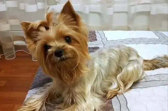 Пропала собака ул. Бараненко, Краснодар - photo