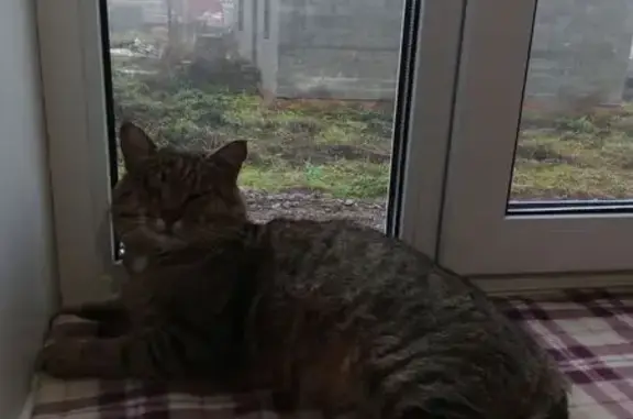 Пропал кот Кузя, Восточный пер., 6, Катраси - photo