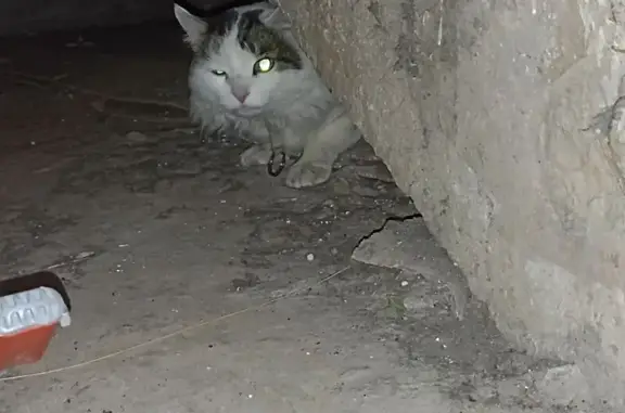 Найдена кошка, Хабаровск, фото: Кошка найдена, ул. Яшина, 3, Хабаровск