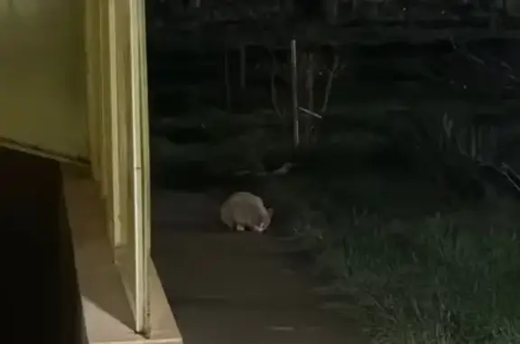 Найдена кошка, Анапа, фото: Кошка найдена: Мирная ул., 29, Анапа