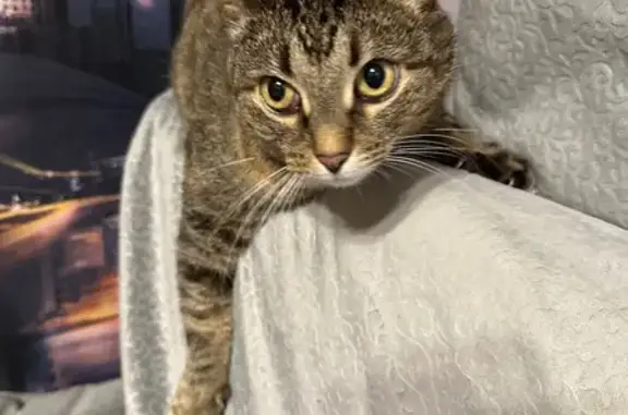 Пропала серая кошка, Вологда - photo