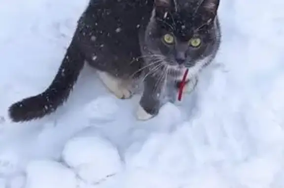 Найдена кошка, Сосенский, фото: Кошка найдена в Сосенском, Калужская обл.