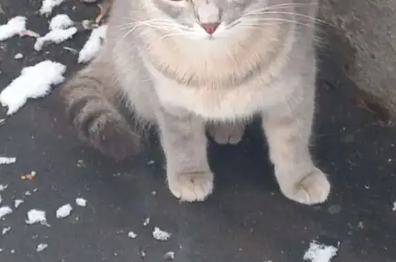 Найдена кошка, Москва, фото: Кошка найдена на ул. Гарибальди, Москва