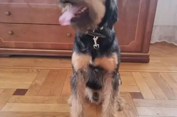 Найдена собака, Иркутск, фото: Собака найдена, Иркутск, ул. 64