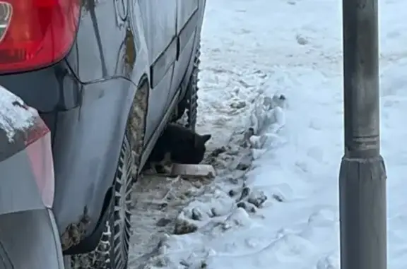 Найдена кошка, Тверь, фото: Кошка найдена: Оснабрюкская, 37, Тверь