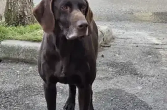 Пропала собака, Шпаковская 76 к5 - photo