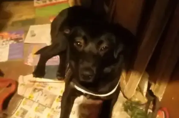 Пропала собака, Киргетова 1А, Гатчина - photo