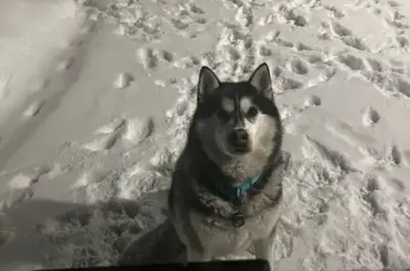 Собаки потеряшки, Казань, фото: Потеряшка хаски, Казань, 1-я Елабужская, 3