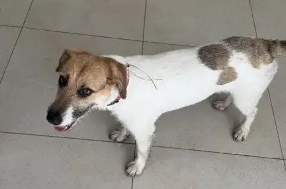 Пропала собака, Сколково, МО - photo