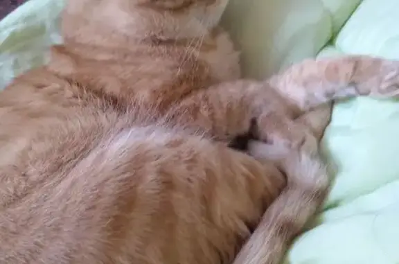 Пропала кошка, проезд Авиаторов 23, Чита - photo