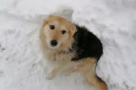 Пропала собака, Первомайская 17, Васькино - photo