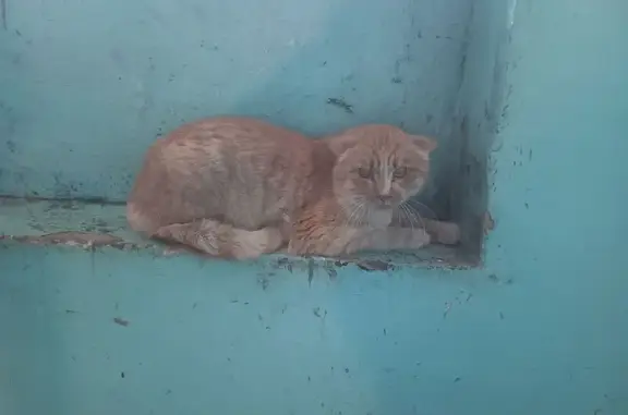Найдена кошка, Красноярск, фото: Найдена кошка, ул. Королёва, 13, Красноярск