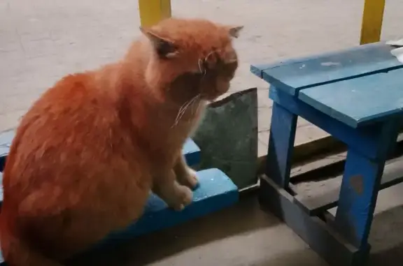 Объявления о пропавших и найденных животных, Глазов, фото: Кошка найдена: Химмашевское шоссе, 9