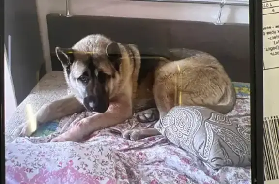 Найдена собака, Тверь, фото: Собака найдена на Виноградова, 8, Тверь