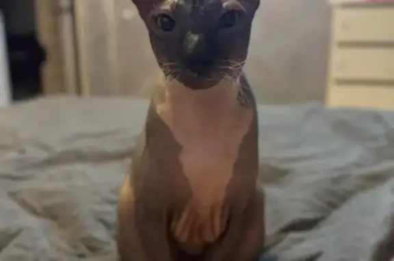 Пропал кот Сфинкс, Курган, Микрофон 16 - photo