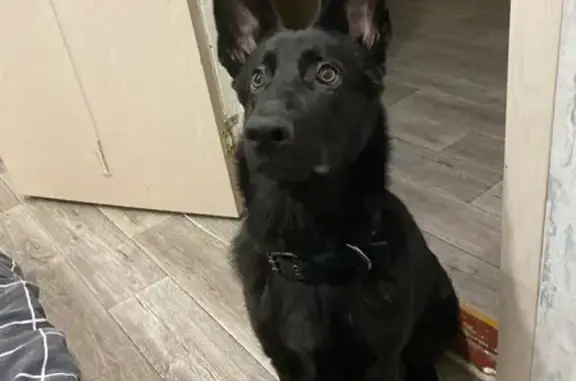 Пропала собака, Армейская 11А, Алексин - photo