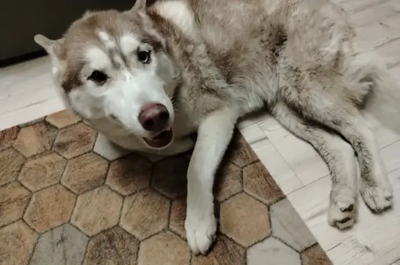 Найдена собака, Ростов-на-Дону, фото: Хаски найдена на ул. Суворова, Ростов-на-Дону