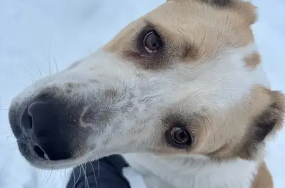 Найдена собака, Северово, фото: Алабай найден: Ноябрьская, 1, Северово