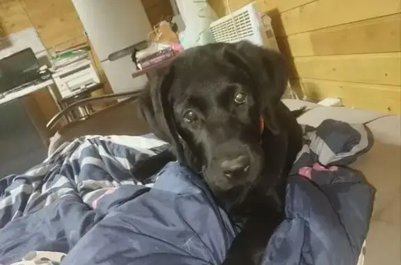 Собаки потеряшки, Софрино, фото: Потеряшка собака, Полярная ул., Софрино