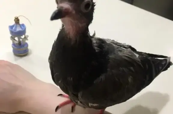 Пропал голубь на ул. Дмитрия У...