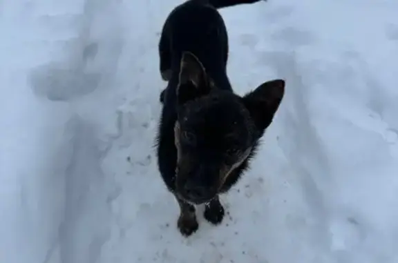 Найдена собака, Каменки-дранишниково, фото: Собака найдена у магазина, Каменки-Дранишниково
